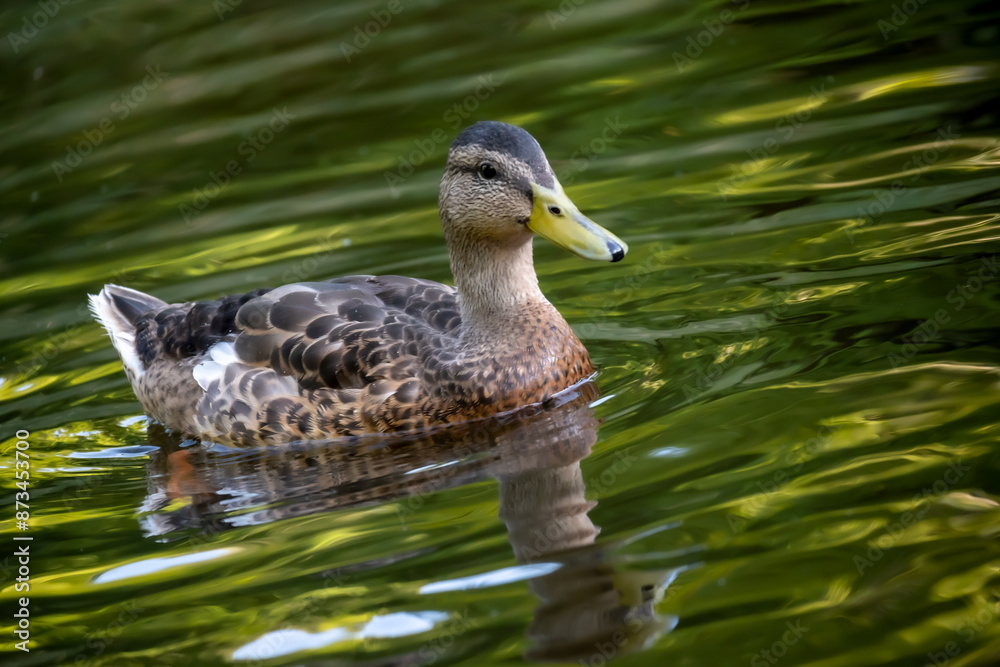 Fototapeta premium A duck is swimming in the lake