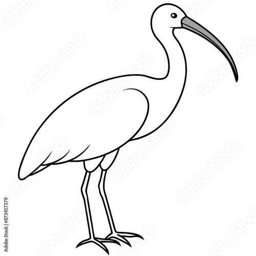 Bird Vector Illustration