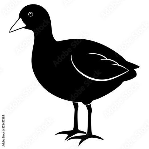 Bird Vector Illustration