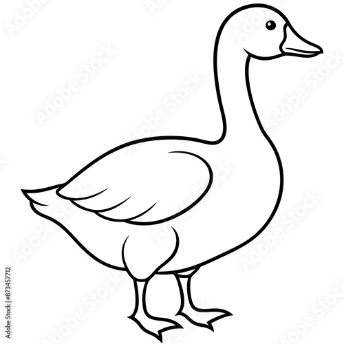 Bird Vector Illustration