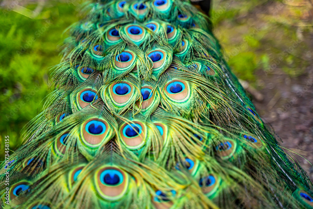 Obraz premium Beautiful peacock tail close-up. Peacock feathers background.
