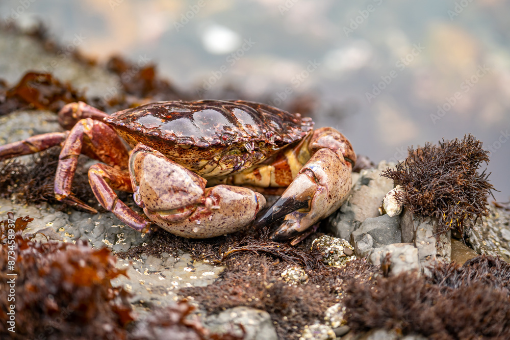 Close-up of Red Rock Crab (Cancer Productus) Close-up of Red Rock Crab (Cancer Productus)