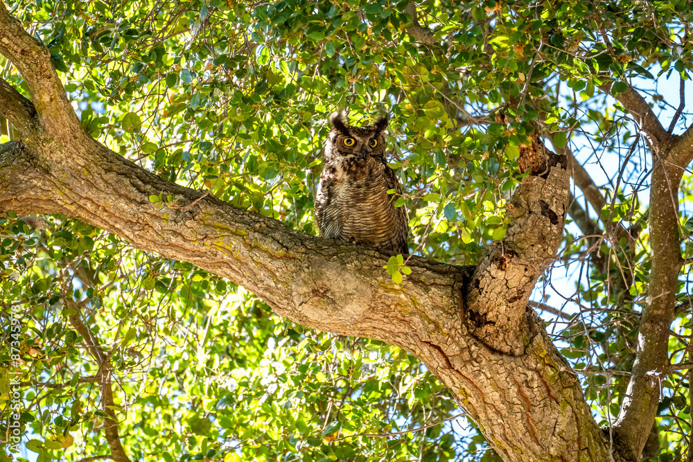 Fototapeta premium The great horned owl (Bubo virginianus) resting in tree.