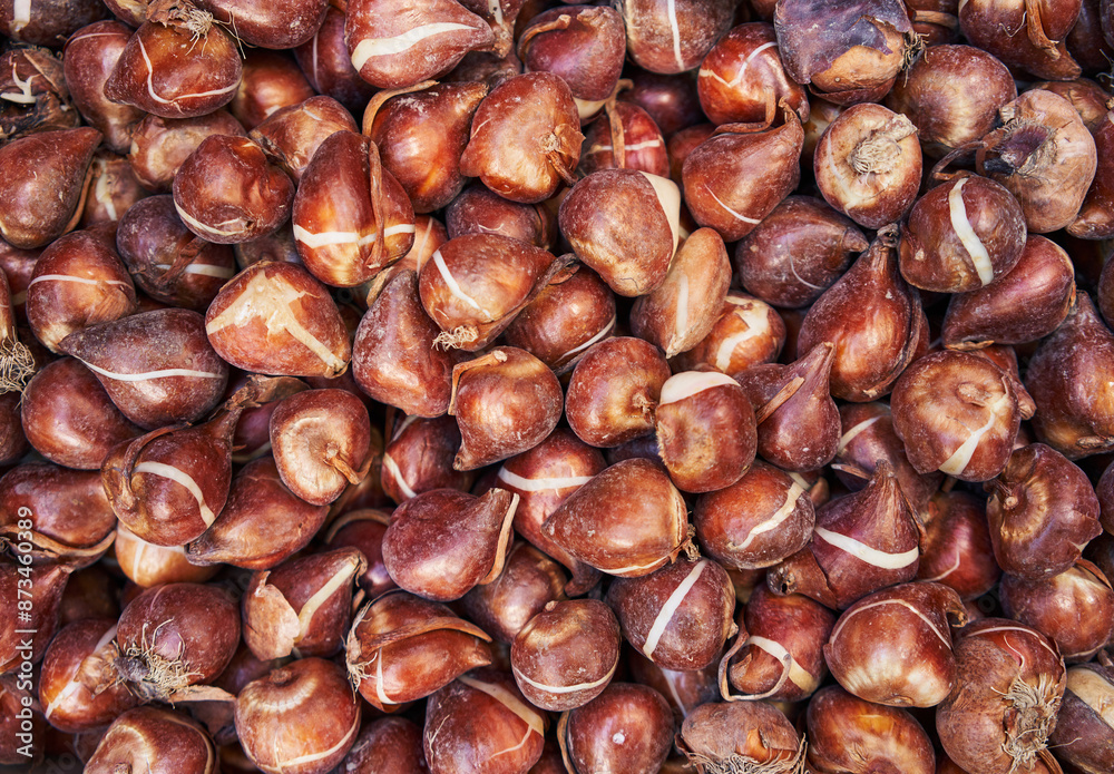Close-up view of fresh, organic tulip bulbs in natural colors at a market, suggesting gardening and agriculture. Close-up view of fresh, organic tulip bulbs in natural colors at a market, suggesting gardening and agriculture.