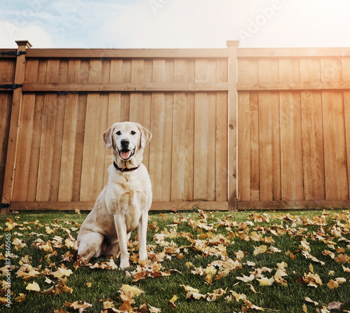 Backyard, relax and portrait of dog on grass for obedience, support and fun in leaves in sunshine. Nature, foliage and Labrador with tongue out in garden by fence for loyalty, pet animal or companion photo