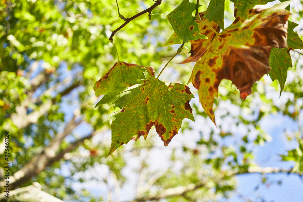Close-up of vibrant autumn leaves against a blurred blue sky and green foliage background, conveying seasonal change. Close-up of vibrant autumn leaves against a blurred blue sky and green foliage background, conveying seasonal change.