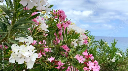 Blooming Nerium oleander with beautiful pink and white flowers commonly known as oleander or rosebay on blurred ocean water background in Tenerife,Canary Islands,Spain.
