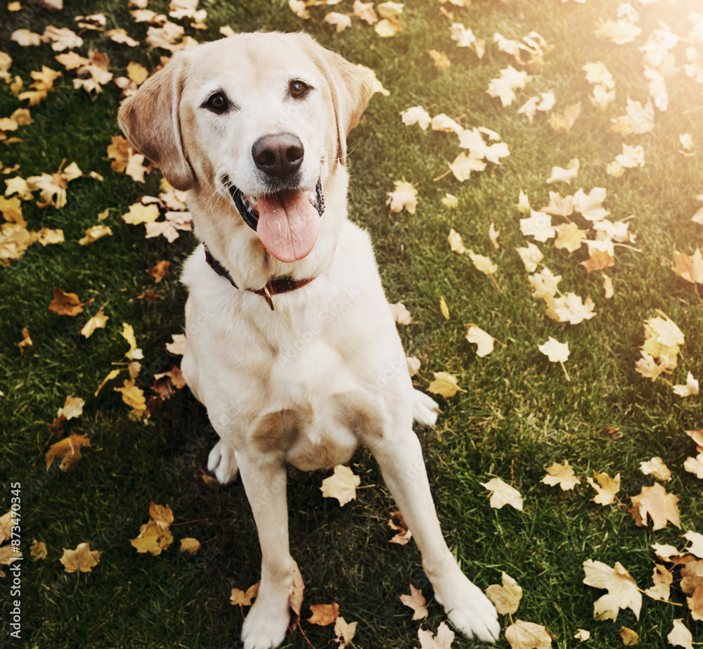 Puppy, cheerful and friendly animal in garden, park or outdoor with companion, hunting or loyalty. Labrador, happy and playing in autumn for exercise as service dog, family pet or emotional support Puppy, cheerful and friendly animal in garden, park or outdoor with companion, hunting or loyalty. Labrador, happy and playing in autumn for exercise as service dog, family pet or emotional support