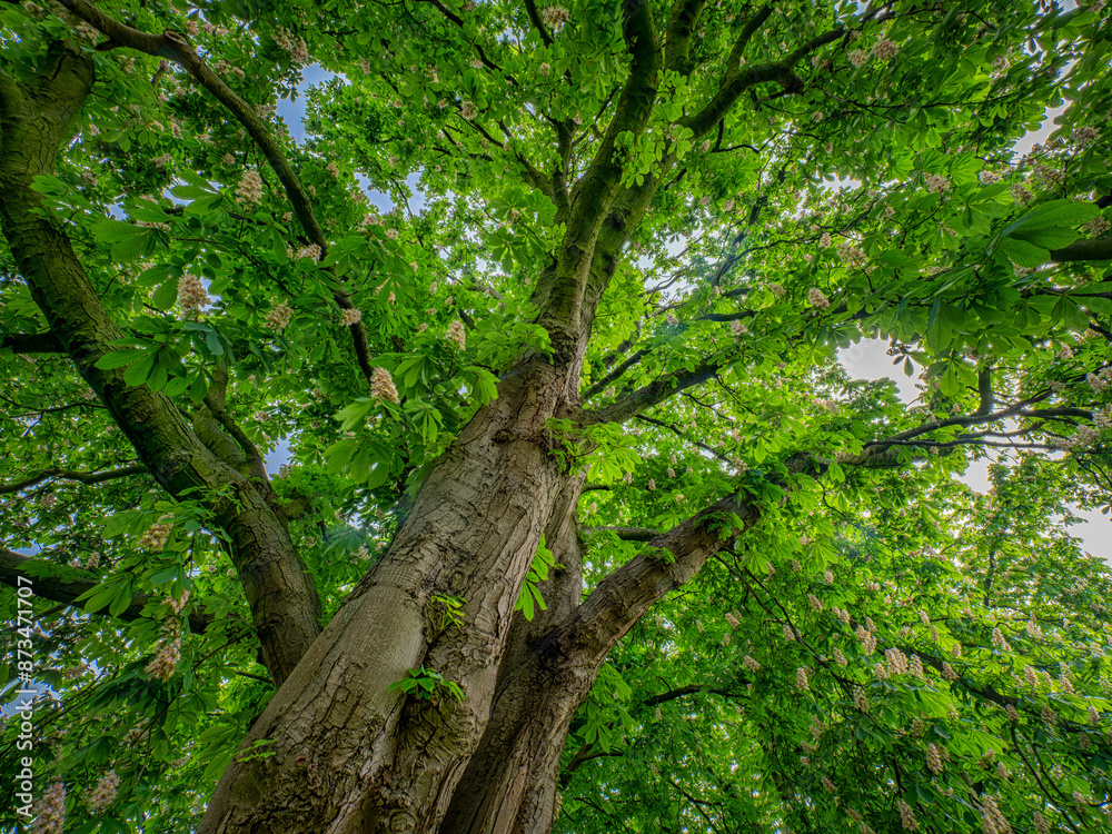 Fototapeta premium Majestic Chestnut Tree Canopy in Spring