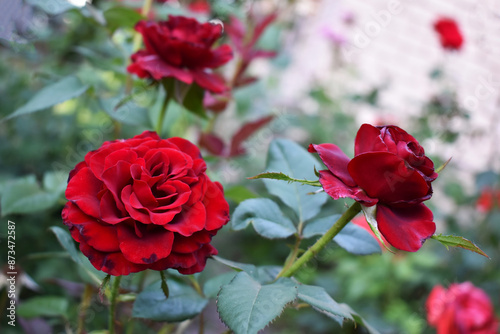 red roses in garden