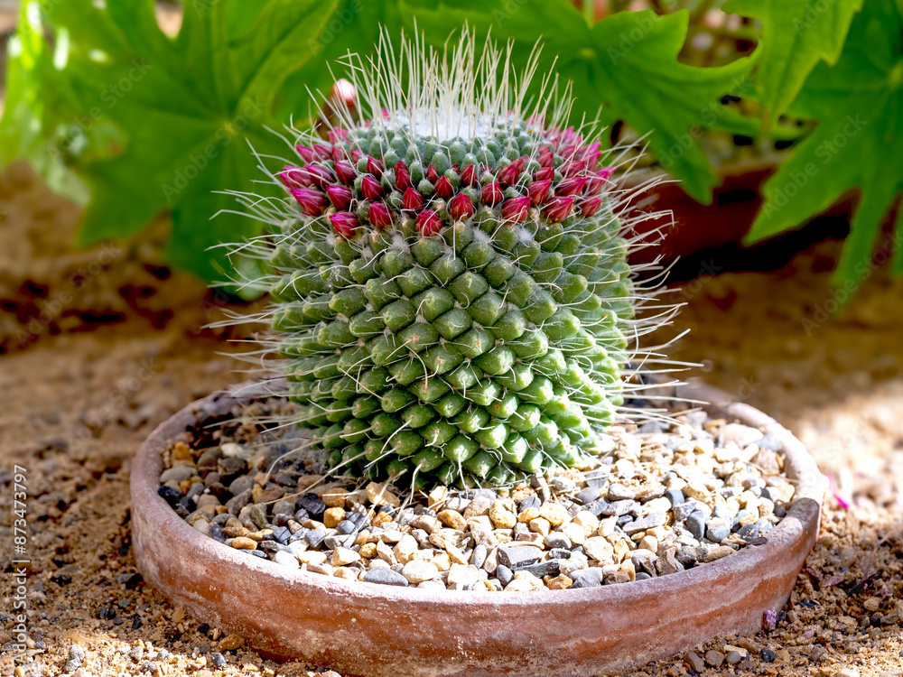 turk's cap cactus Melocactus azureus “Turk’s Cap Cactus” main image 1