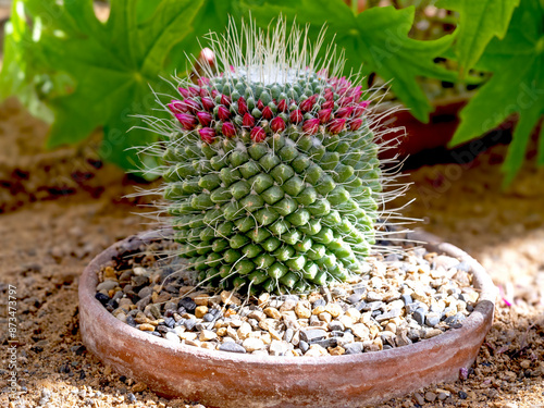 фотографія Spiny pincushion cactus, Mammillaria spinosissima, with pink buds