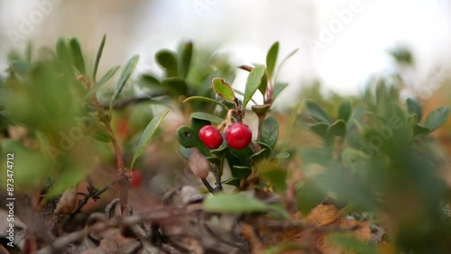 Ripe large lingonberry on the branches of a bush on a cloudy autumn day. Healthy vegetarian food with a high content of vitamins and trace elements.