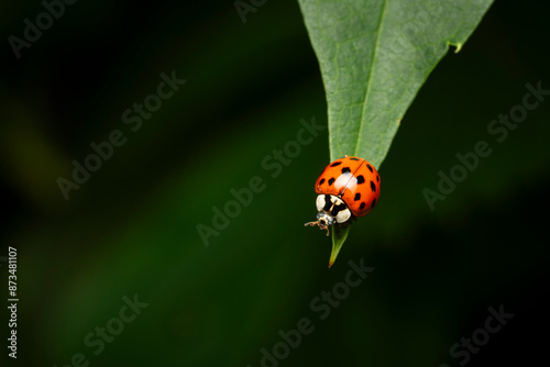Asian Ladybeetles on a leaf in a backyard garden in Canada