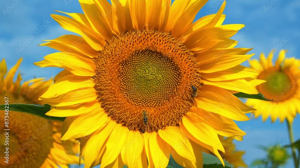 Field of beautiful sunflowers with many working bees. Bees are hard at work collecting pollen and nectar from flowers Field of beautiful sunflowers with many working bees. Bees are hard at work collecting pollen and nectar from flowers