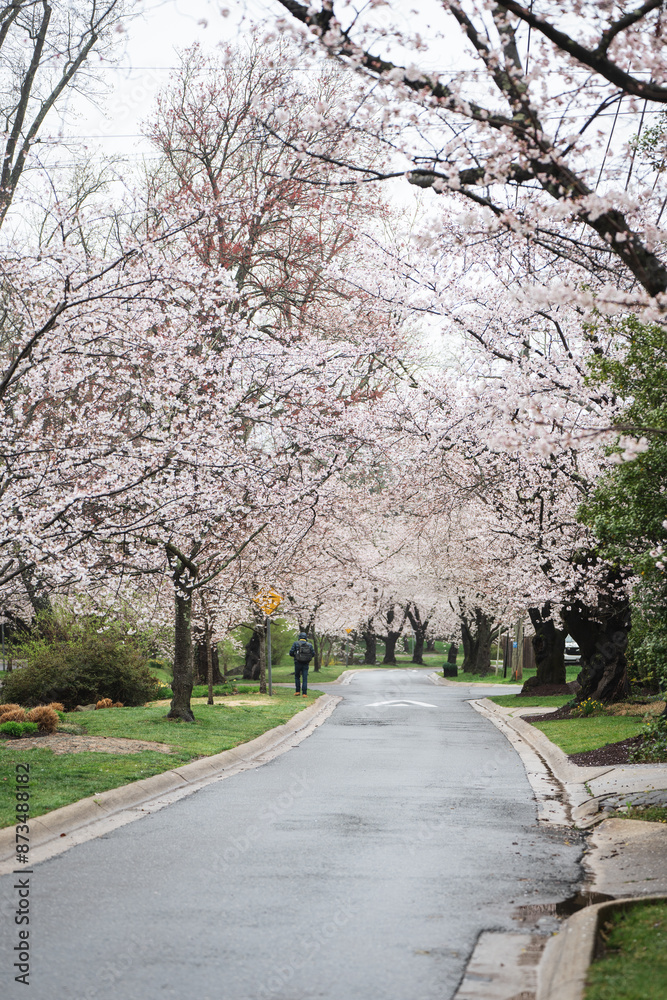 Cherry Blossoms in Kenwood Cherry Blossoms in Kenwood