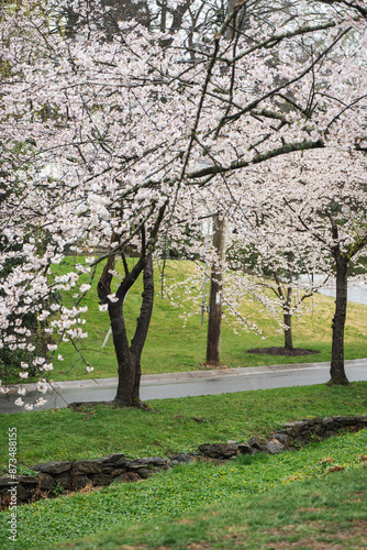cherry bloosoms in spring