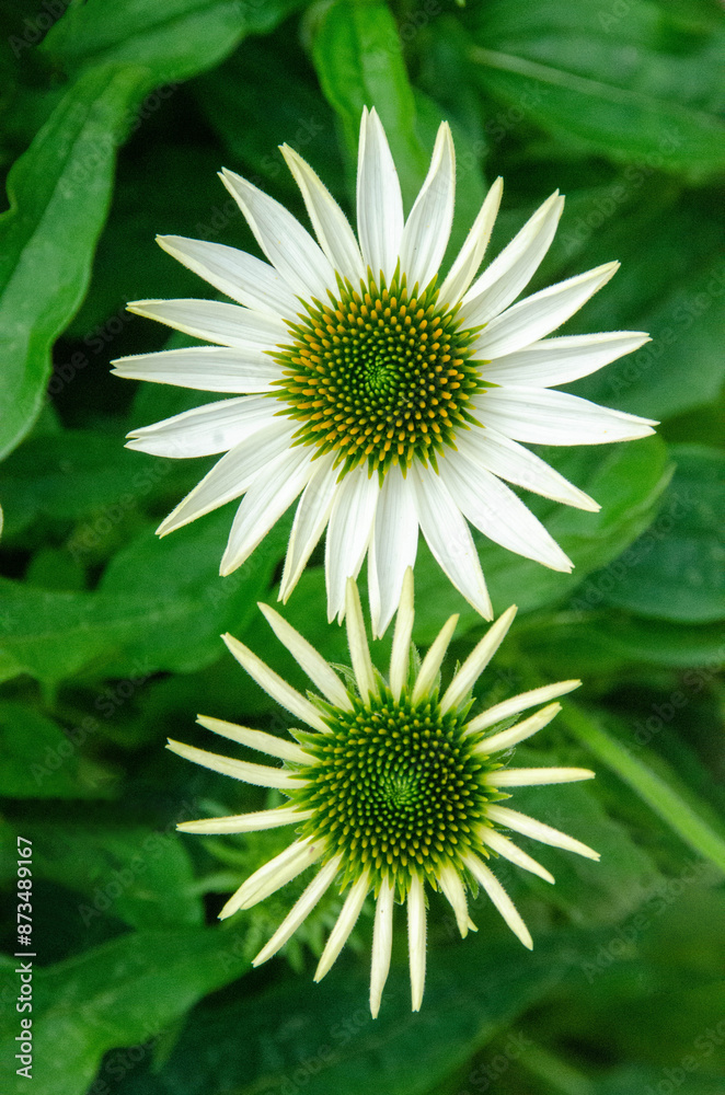 Flower echinaceae angustifilia macro background fine art in high quality compositae family Flower echinaceae angustifilia macro background fine art in high quality compositae family