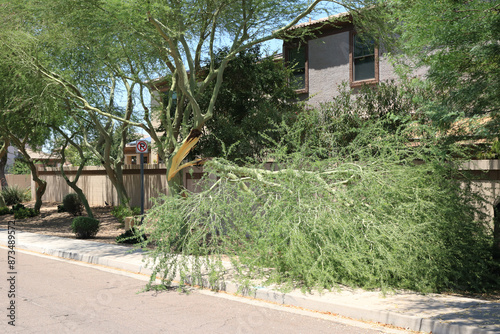 Split broken fallen Palo Verde tree due to dark trunk rot during excessive summer heat days in Phoenix, Arizona (Fabaceae Parkinsonia Microphyllum)