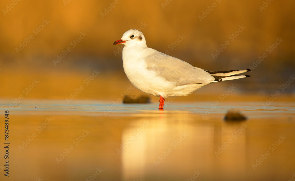 Black-headed gull standing peacefully in shallow waters Black-headed gull standing peacefully in shallow waters