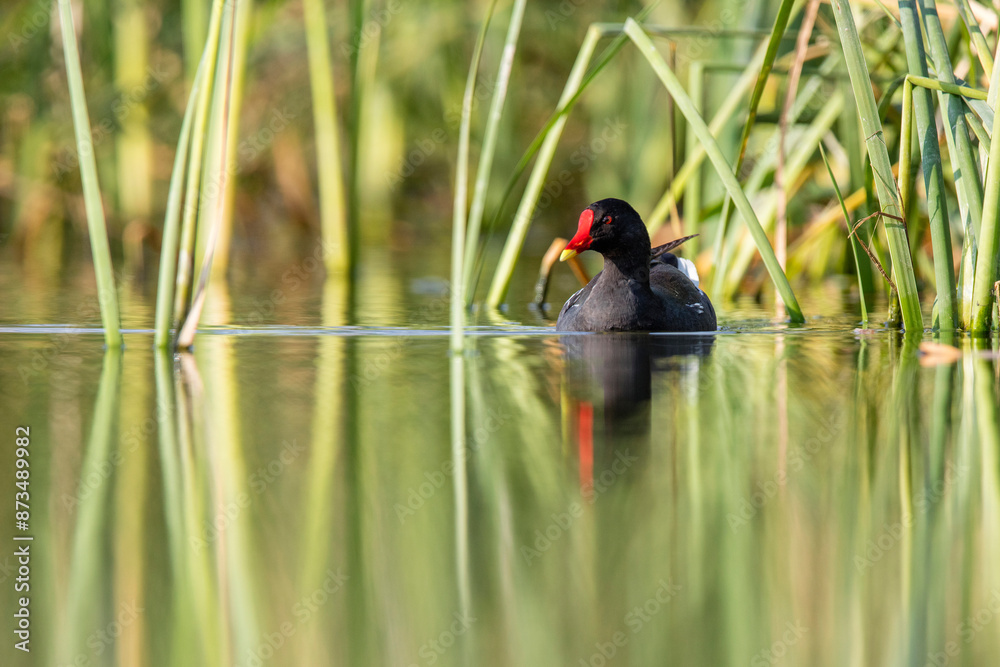 Moorhen gliding through calm waters amid reeds Moorhen gliding through calm waters amid reeds