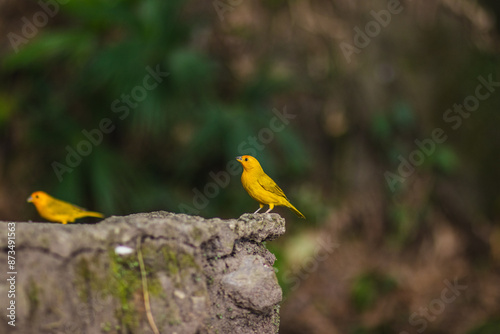 Sicalis flaveola birds perching in their natural Colombian habitat photo