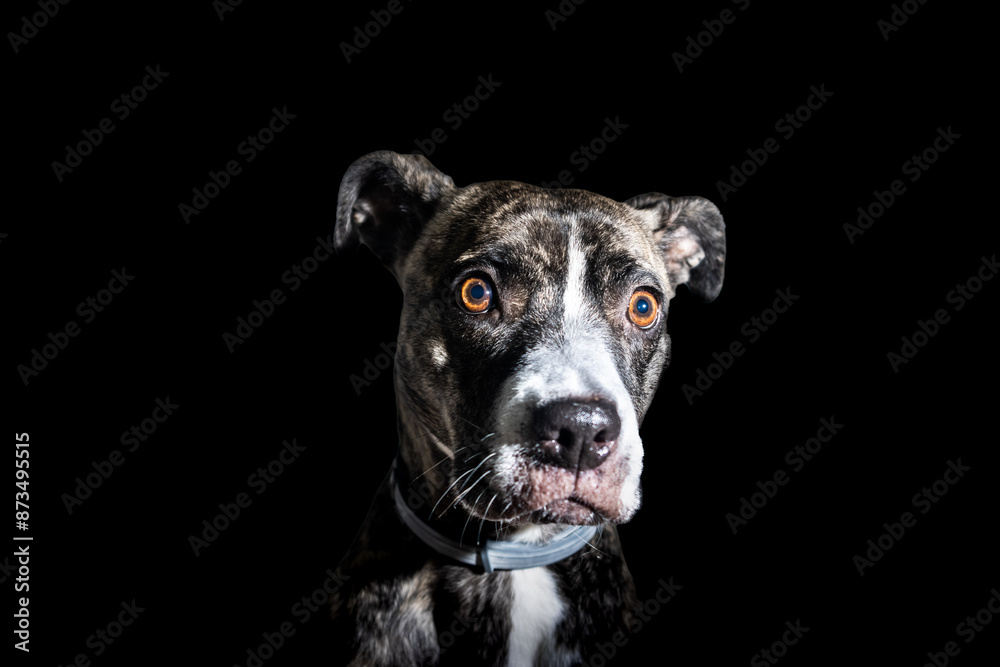 A dog with a collar on its neck is staring at the camera A dog with a collar on its neck is staring at the camera