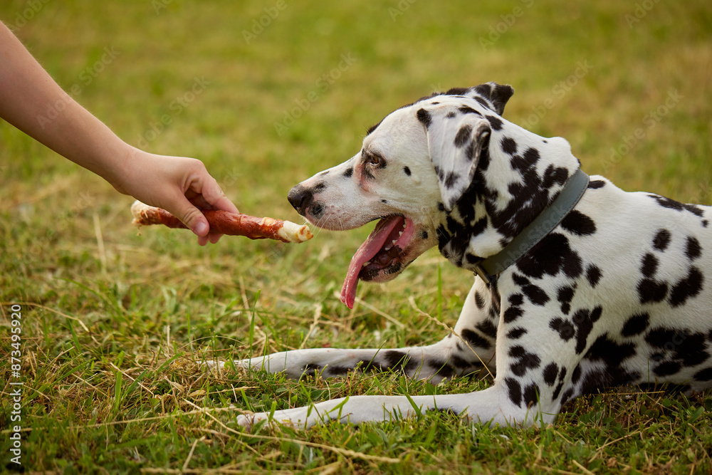 girl gives bone to dalmatian dog, dog food girl gives bone to dalmatian dog, dog food