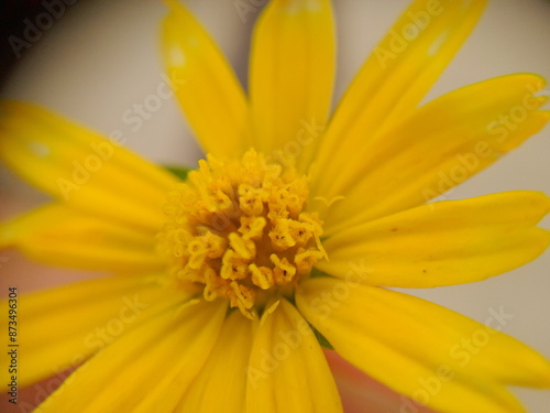 Pequeña Flor Amarilla 