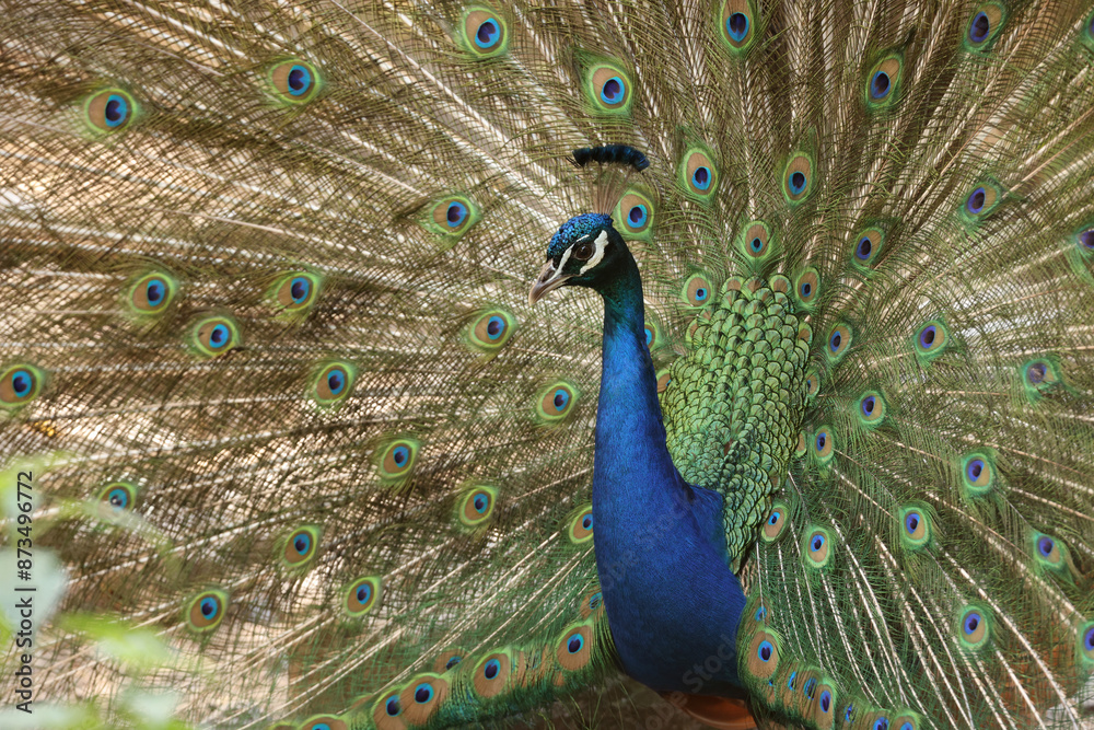Naklejka premium Common peacock - portrait view, Pavo cristatus