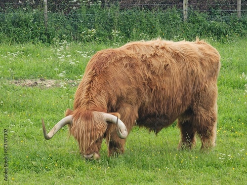 Castle Roy is a 12th century fortress set on a small glacial mound to the north of the village of Nethy Bridge and the resident Highland Cow Murdo photo