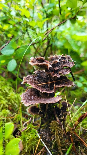 Mushroom in the Swedish Forest 