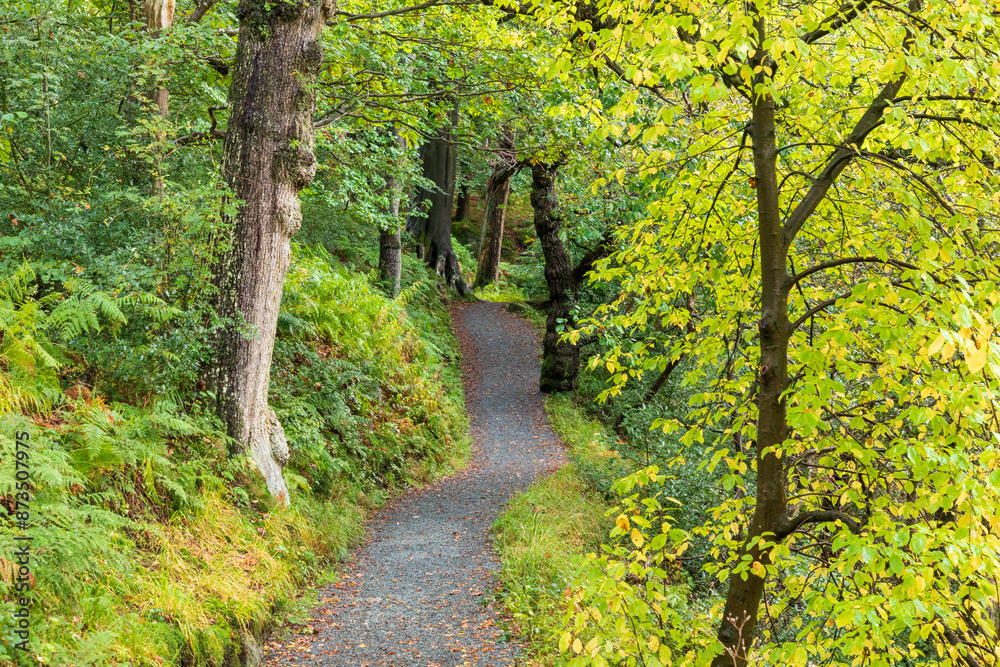 Obraz premium Europe, United Kingdom, England, Yorkshire, Yorkshire Dales. Barden, Skipton. Walk offers glimpse of local scenery.