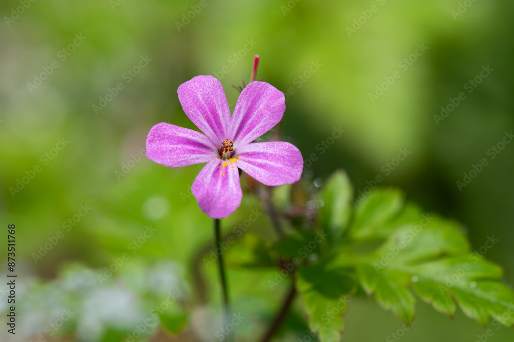 Macro shot of a Herb Robert (geranium robertianum) flower in bloom Macro shot of a Herb Robert (geranium robertianum) flower in bloom