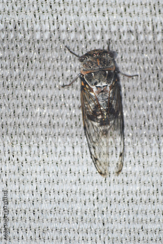 Cigale posée sur un écran de tissu synthétique. photo