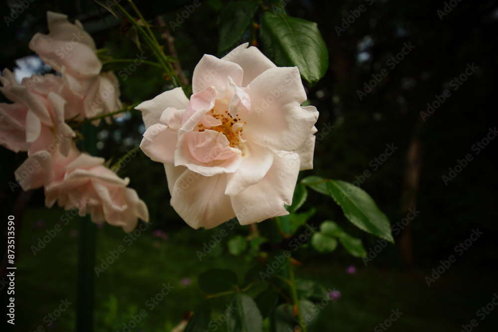 pink and white rose in a summertime garden pink and white rose in a summertime garden