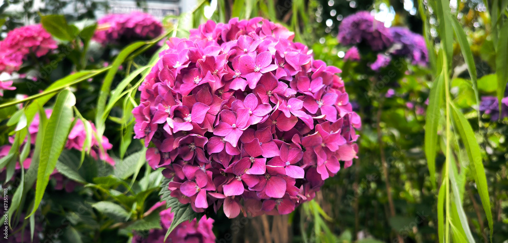 Colourful Hydrangea macrophylla banner Blossom near house wall. Colorful hydrangeas in garden, close up. Purple blue pink hortensia blooms. Endless summer Hydrangea flowers. Colourful Hydrangea macrophylla banner Blossom near house wall. Colorful hydrangeas in garden, close up. Purple blue pink hortensia blooms. Endless summer Hydrangea flowers.