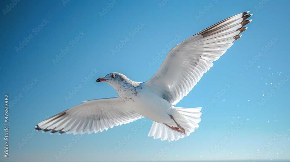 Obraz premium Seagull Flying in a Blue Sky