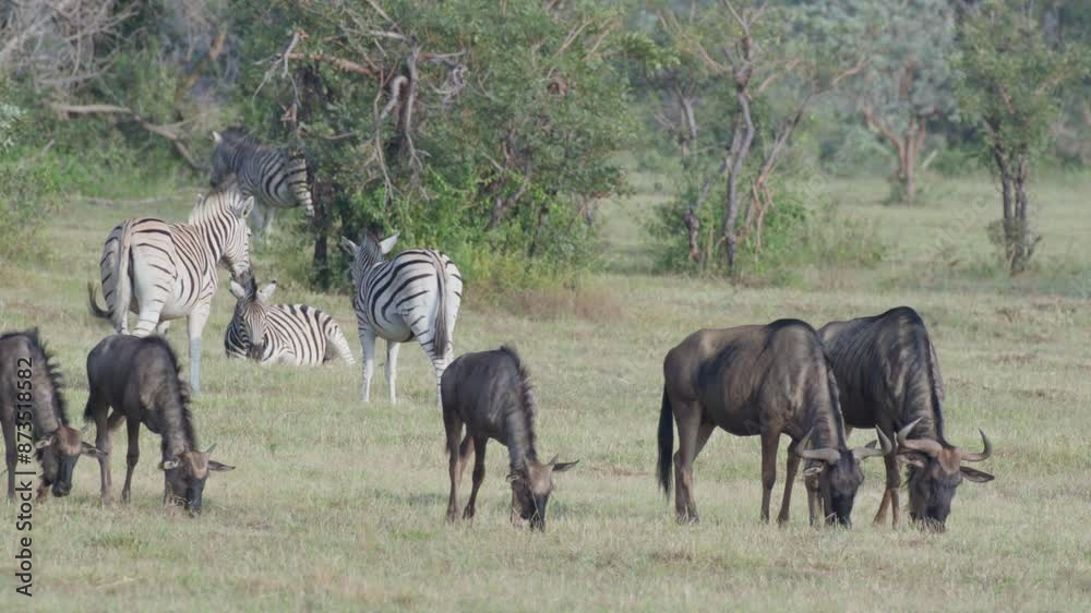 Wildebeest Graze Near Zebras in Slow Motion Wildebeest Graze Near Zebras in Slow Motion