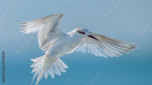 White Tern in Flight photo