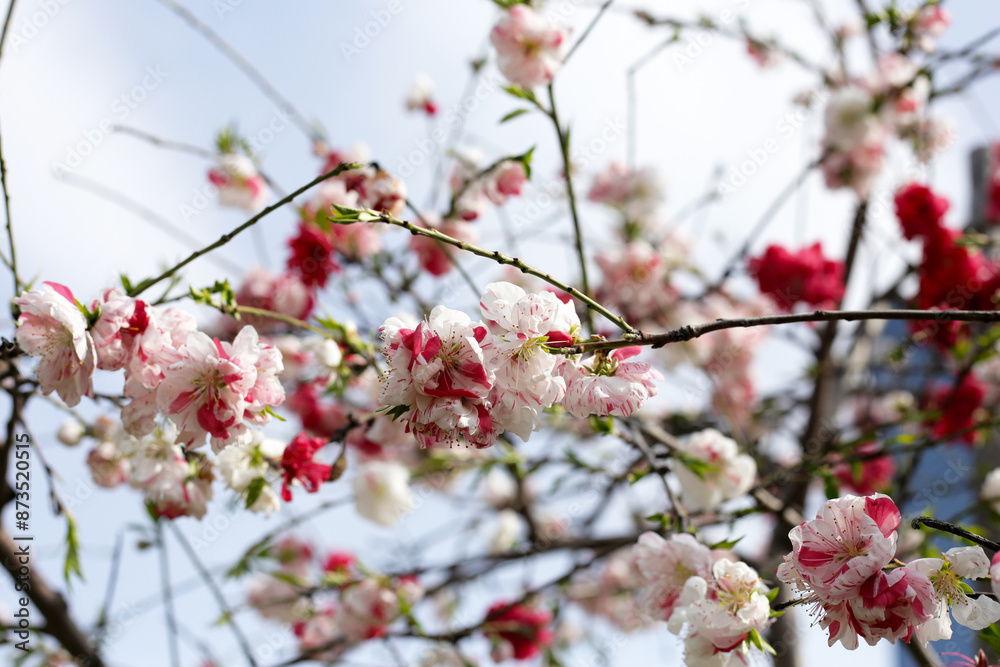 Branches of white pink sakura flowers, cherry blossom Branches of white pink sakura flowers, cherry blossom