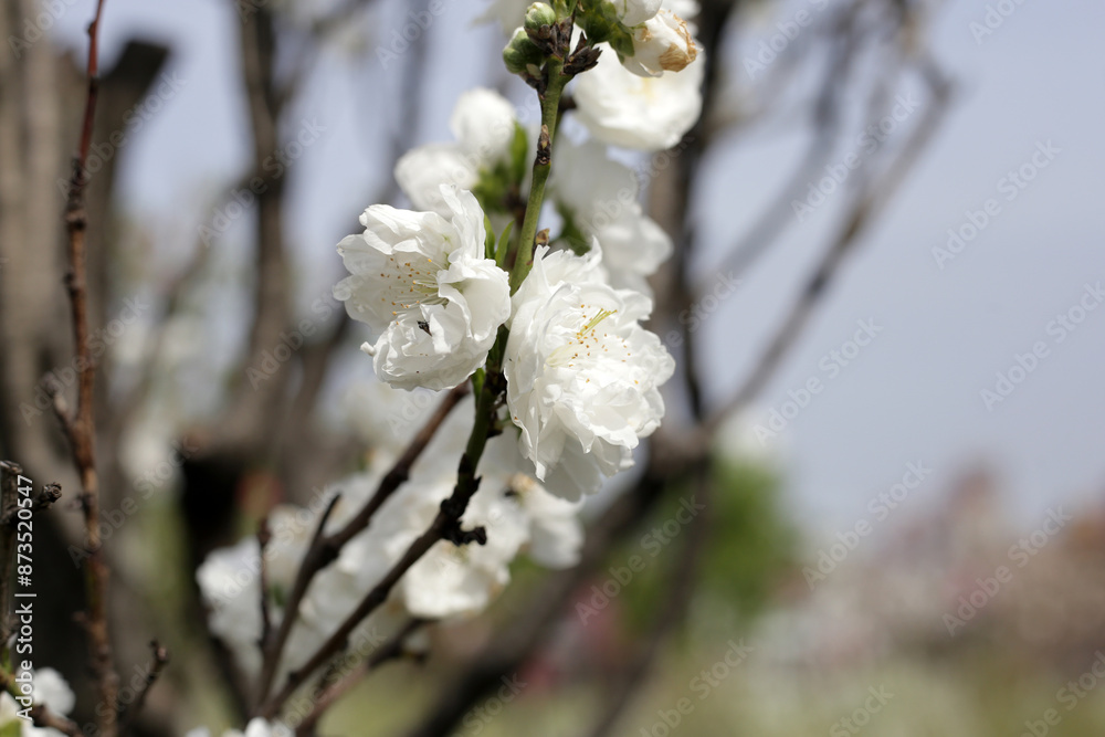 White sakura flowers, cherry blossom tree White sakura flowers, cherry blossom tree