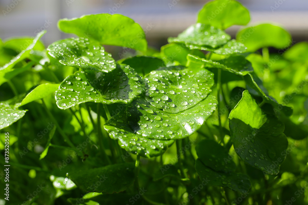Centella asiatica (gotu kola). Fresh green leaves herb background. Centella asiatica (gotu kola). Fresh green leaves herb background.