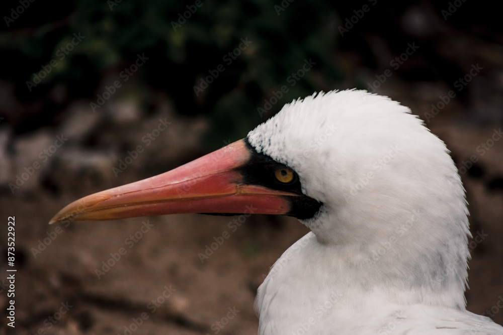 Fototapeta premium Galapagos Nazca Booby Profile