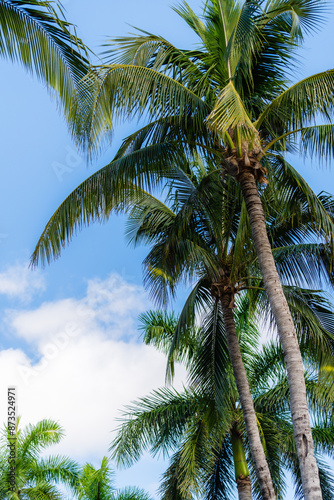 Wallpaper Mural cluster of palm trees with clouds in blue sky Torontodigital.ca