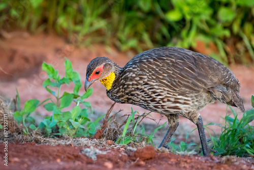 Yellow-necked Francolin photo