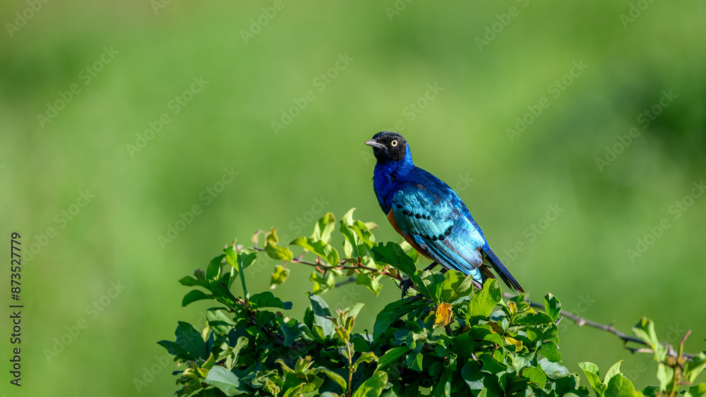 Obraz premium starling on the branch