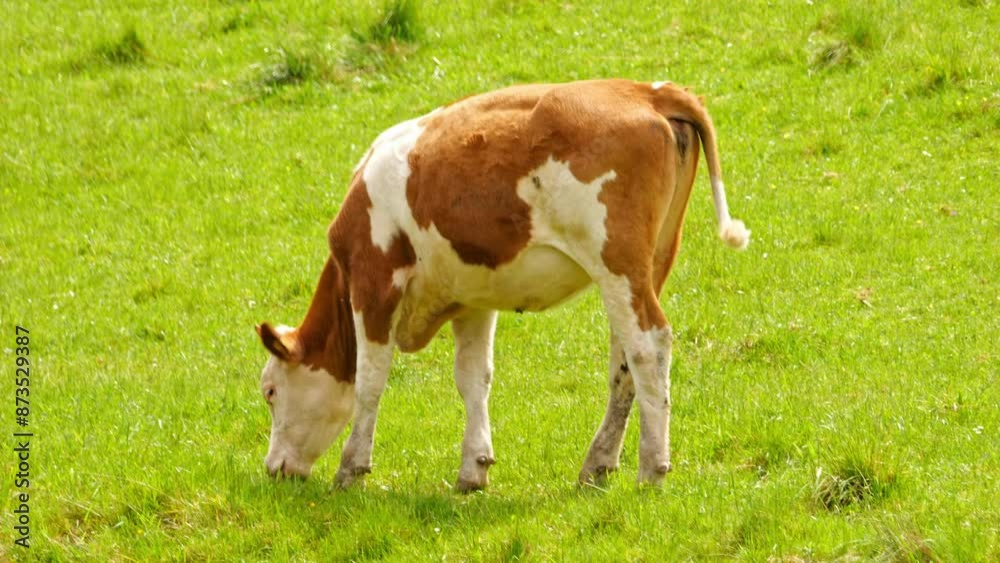 Cows graze on a large grassy pasture with mountain views. Sustainable agriculture in practice. Organic beef farming. Different cows, bulls, and calves in a fenced field, resting under trees. Cows graze on a large grassy pasture with mountain views. Sustainable agriculture in practice. Organic beef farming. Different cows, bulls, and calves in a fenced field, resting under trees.