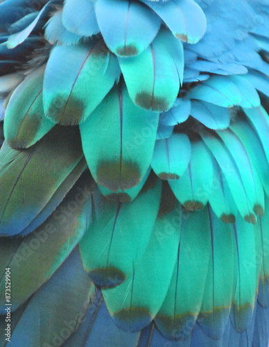 Macro photograph of the green and blue feathers of a macaw.