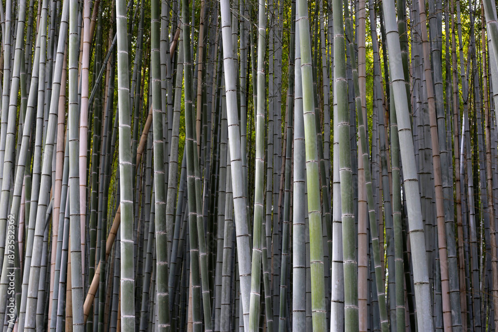 Arashiyama Bamboo Forest, Bamboo Grove Kyoto, Japan Arashiyama Bamboo Forest, Bamboo Grove Kyoto, Japan